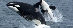 Kayaking with Killer Whales