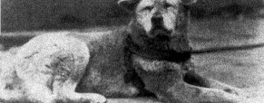 Significado de Lealtad: Hachiko