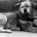 Significado de Lealtad: Hachiko