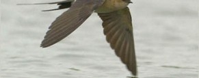 Te extraño…Golondrina Presumida