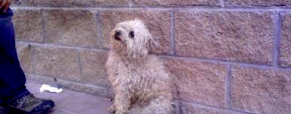 El Cuento de un Perrito y una Lechuza