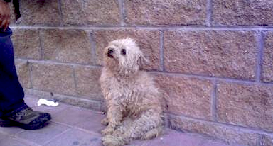 El Cuento de un Perrito y una Lechuza