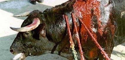 Torero eres asesino por vocación…