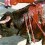 Torero eres asesino por vocación…