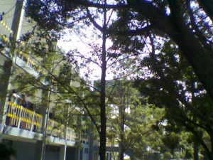 Árboles en la Universidad de la Salle Bajío